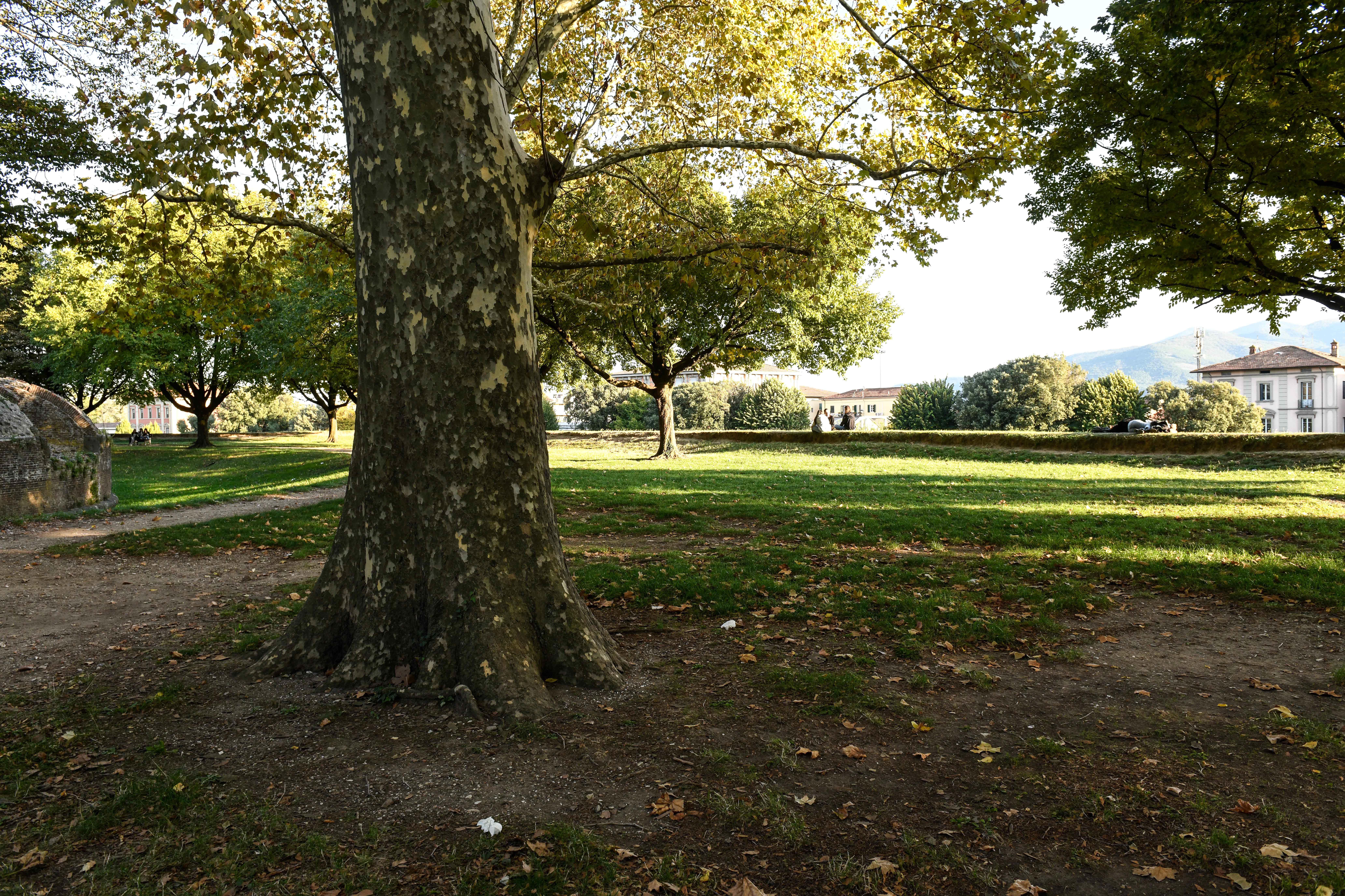 Una visuale delle Mura di Lucca