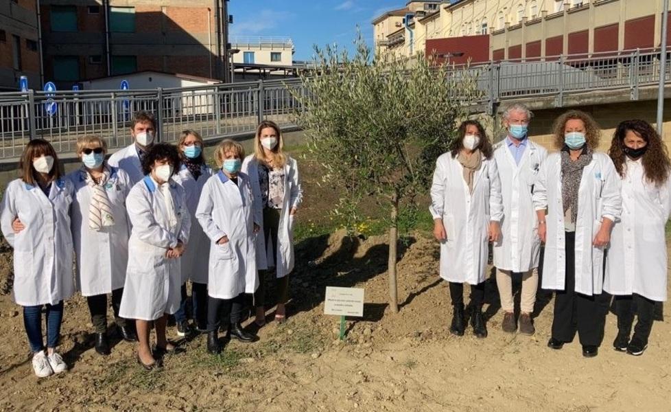 Un olivo per superare le barriere del Covid Dono al pronto soccorso