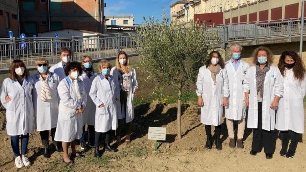 Un olivo per superare le barriere del Covid Dono al pronto soccorso