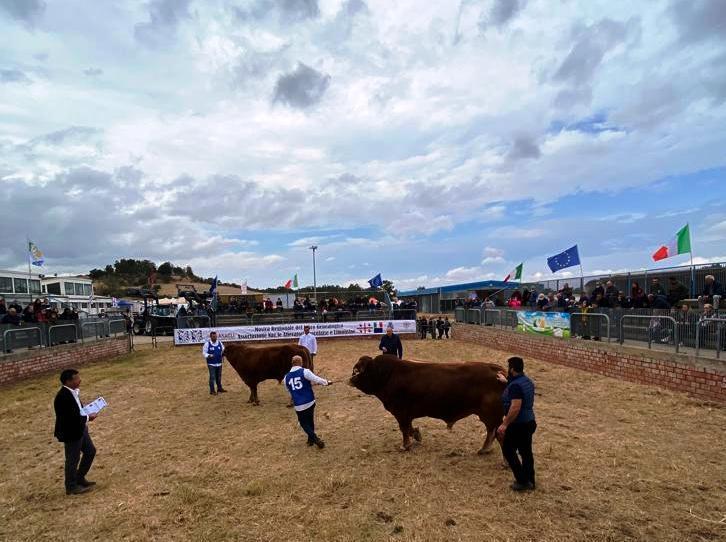 Fiera di Ozieri, edizione nel segno più 