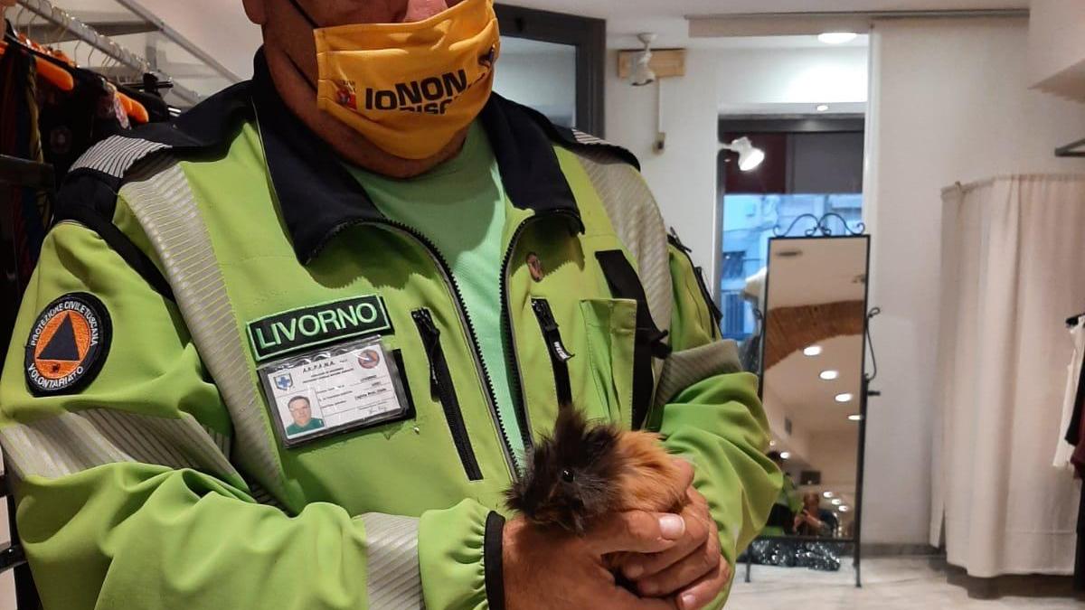 L'animale salvato