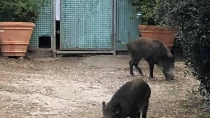 Cinghiali ogni sera a spasso all’interno della colonia felina