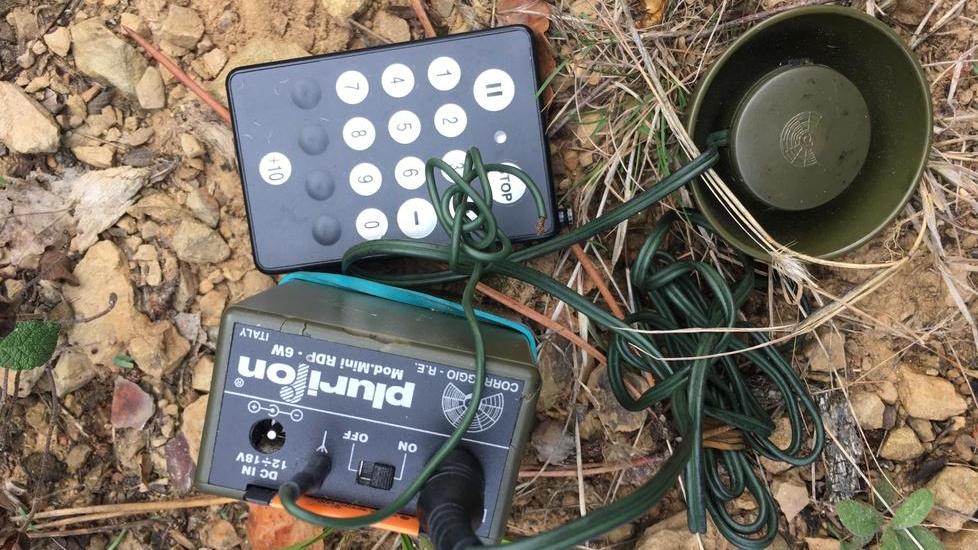 Con il richiamo elettronico a caccia di tordi a Massarosa: denunciato