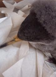 Salvata una berta in difficoltà, il Parco ringrazia