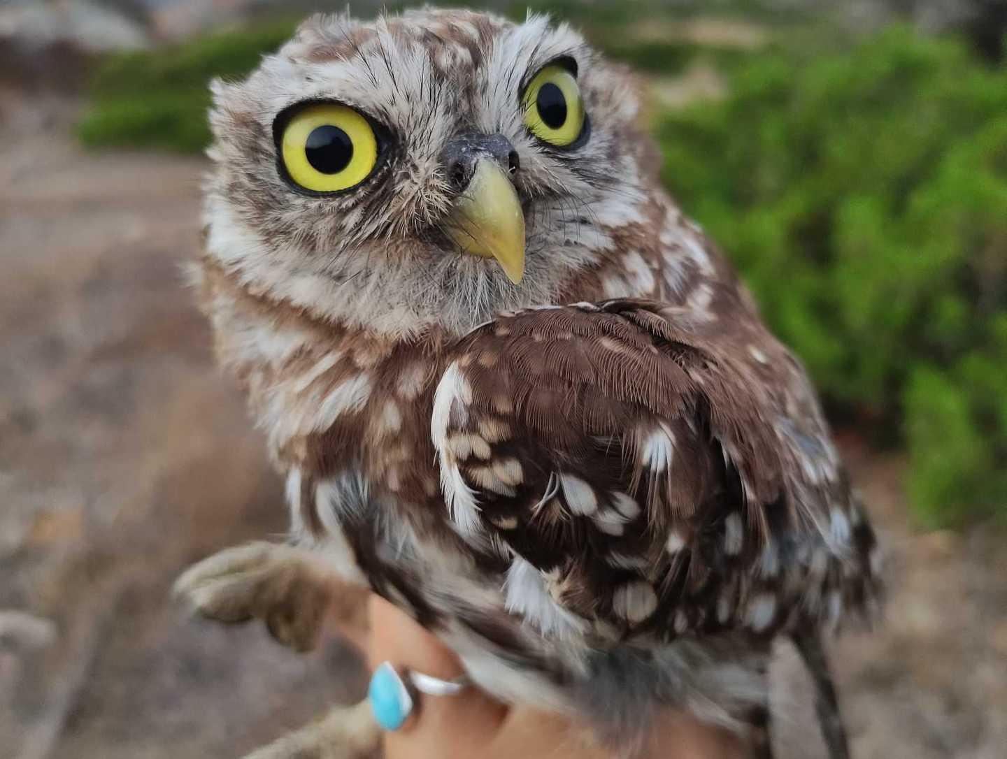 All’Asinara monitoraggio delle specie migratorie 