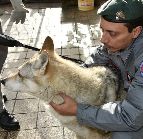 Serramazzoni. Cani incrociati con i lupi: condannati i due allevatori 