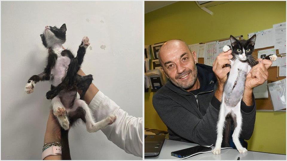 A sinistra il gatto prima dell’operazione, e a destra dopo l’intervento con il chirurgo veterinario Claudio Marioni