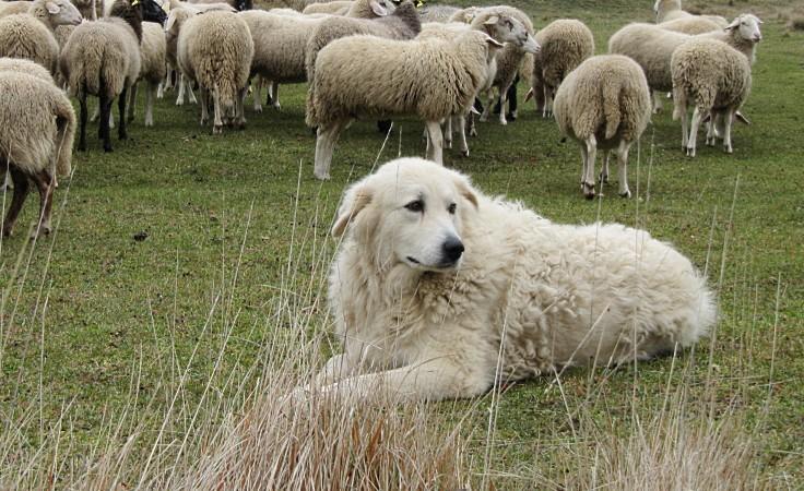 Quattro escursionisti bloccati da tre cani da pastore sul Cusna