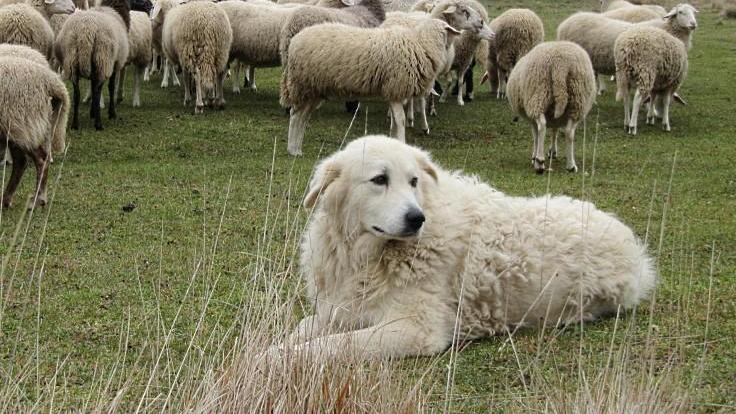 Quattro escursionisti bloccati da tre cani da pastore sul Cusna