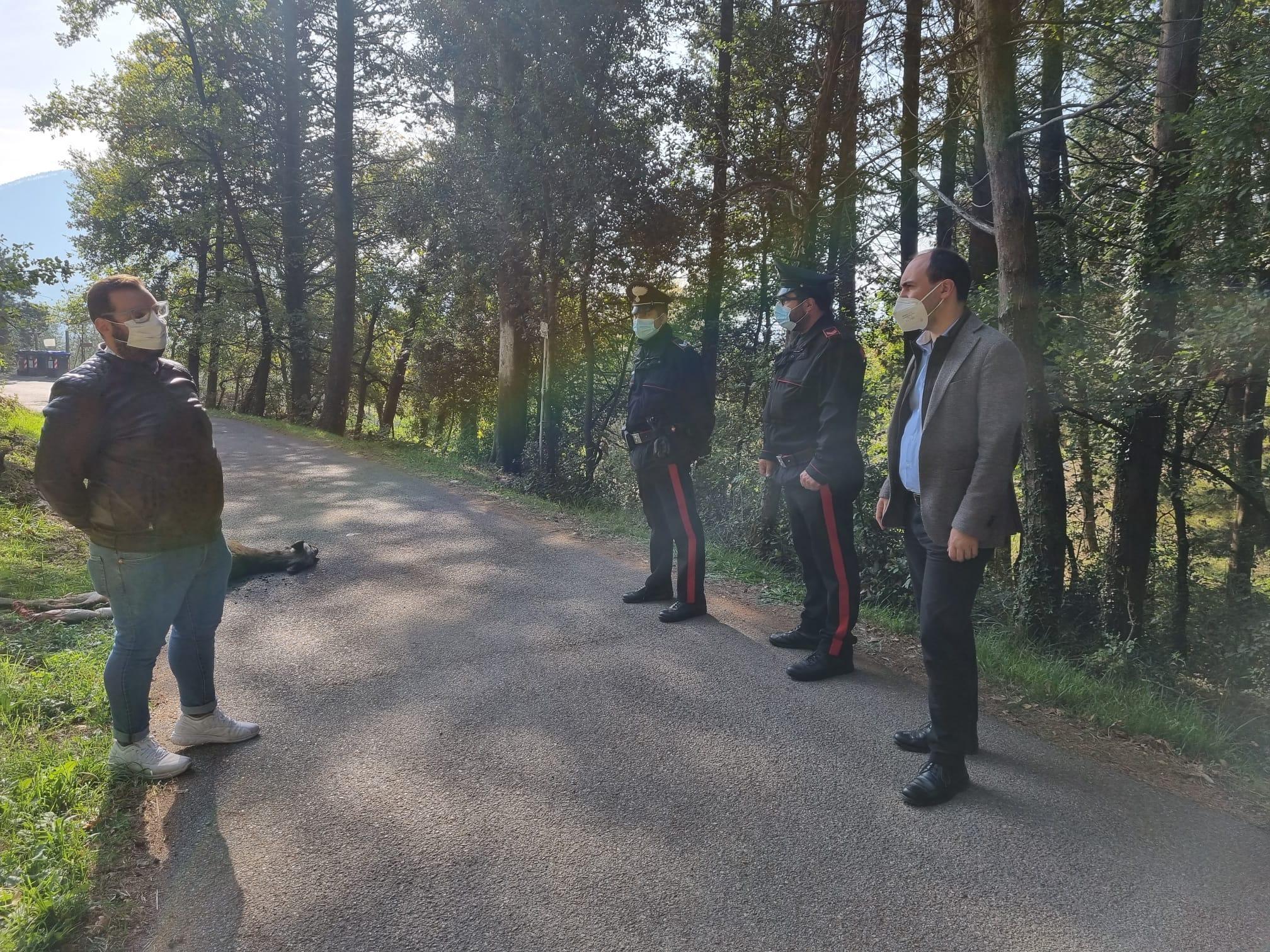 Cervo sbranato dai lupi alle porte di Montemurlo