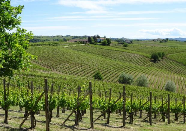 Nato il consorzio di tutela Dop Suvereto e Val di Cornia Wine 