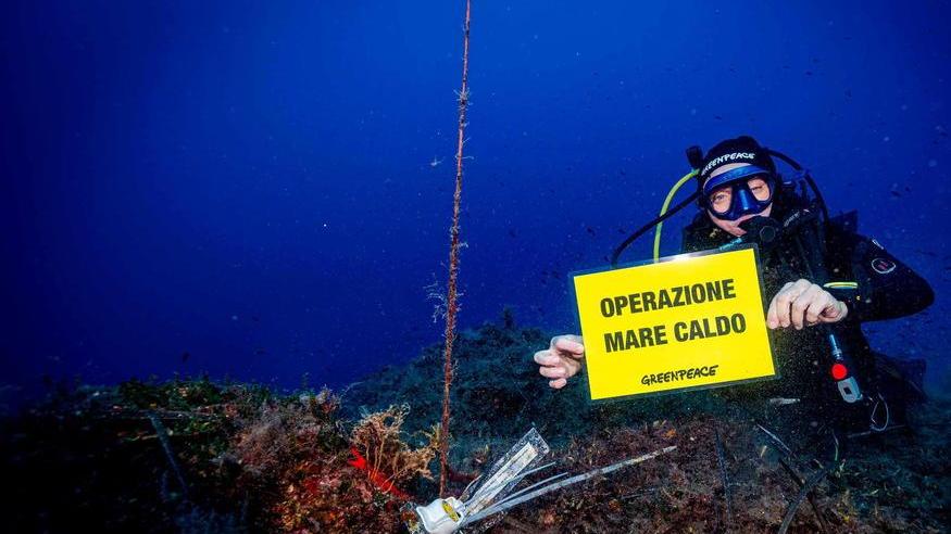 Il mare dell'Elba è sempre più caldo: allarme di Greenpeace