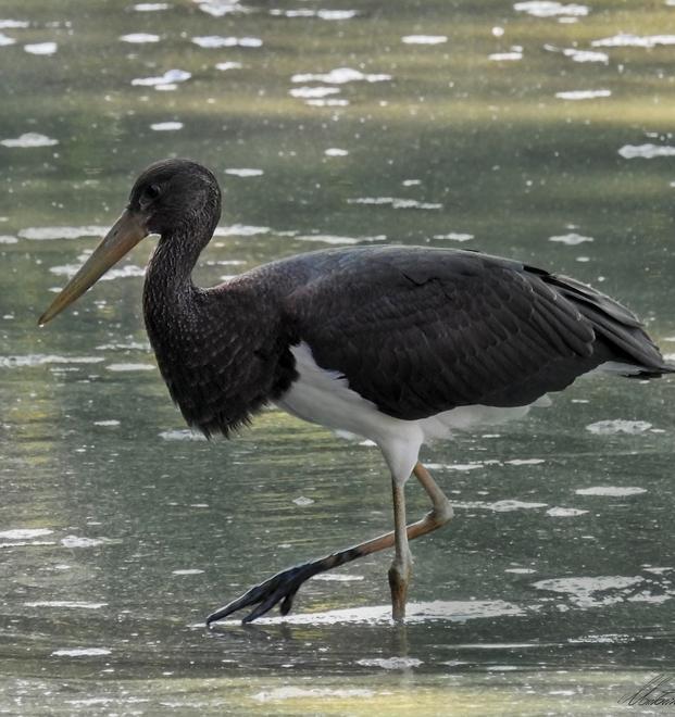 La cicogna nera fotograta all'Oasi Wwf di Reggio Emilia