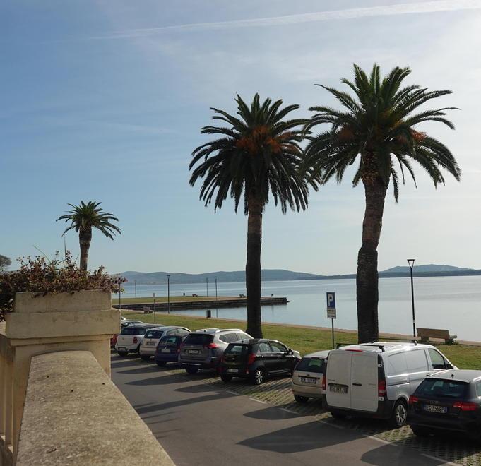 Palme colpite dal punteruolo Nuovi tagli in riva alla laguna