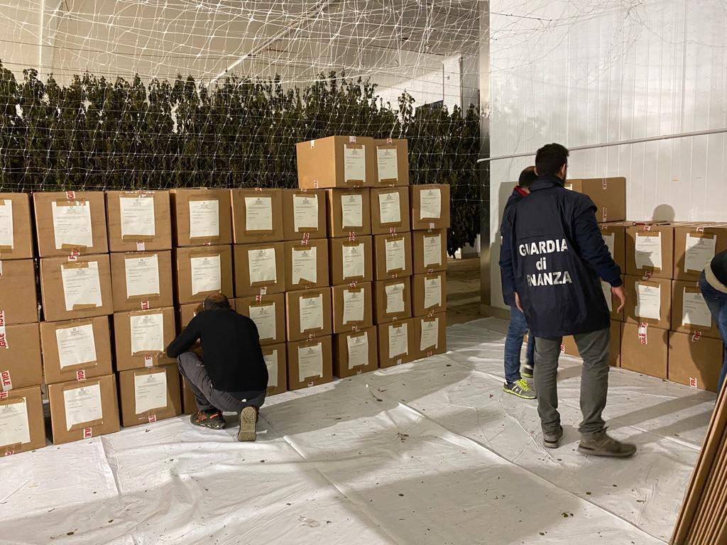Bolotana, sequestro della Gdf di 1200 chili di infiorescenze di canapa 