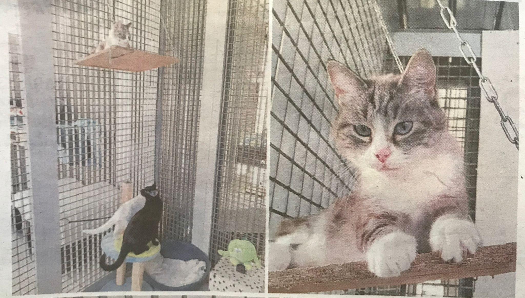 Alcuni dei gatti salvati dalla casa-zoo degli orrori, in viale Europa