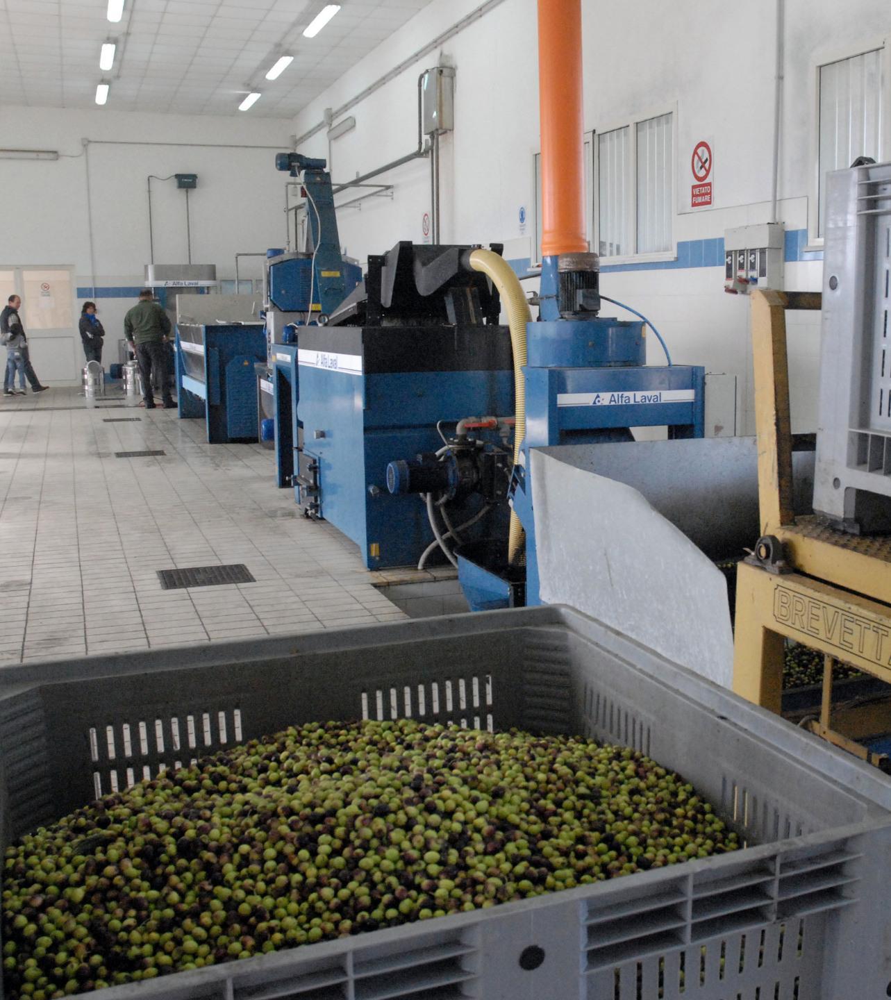 Riparte l’Oleificio Gallura alle spalle Covid e siccità 