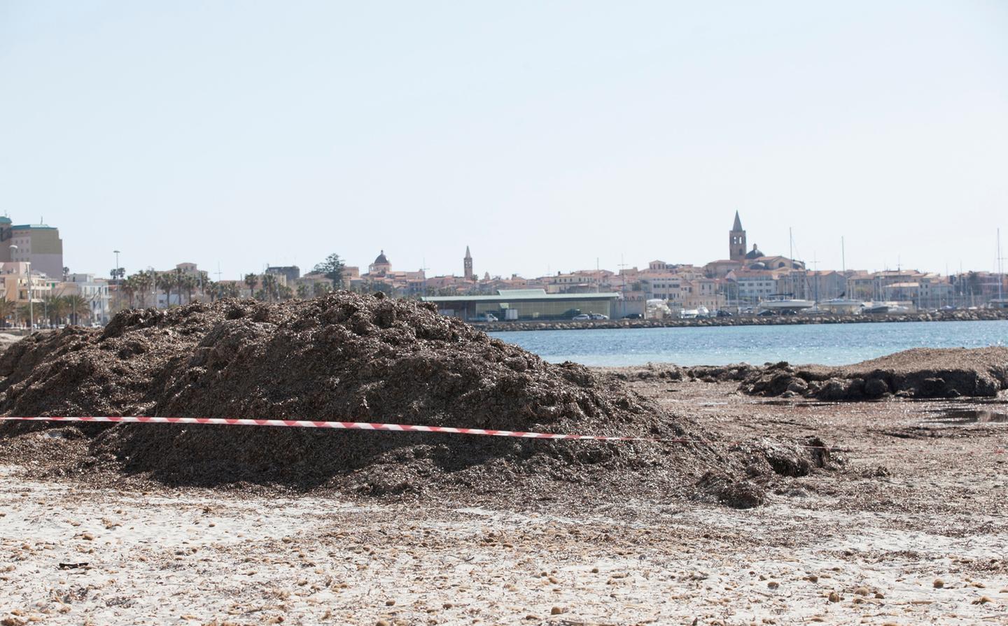 Posidonia, la Regione in soccorso del Comune 