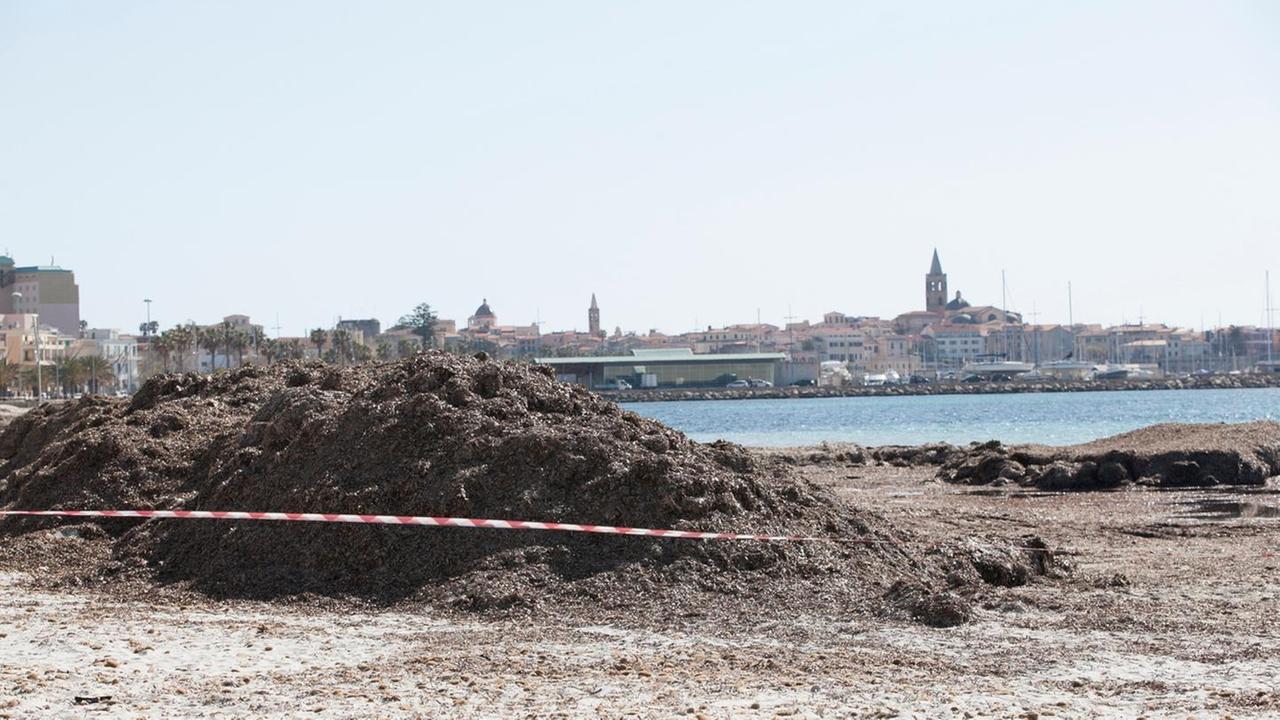 Posidonia, la Regione in soccorso del Comune
