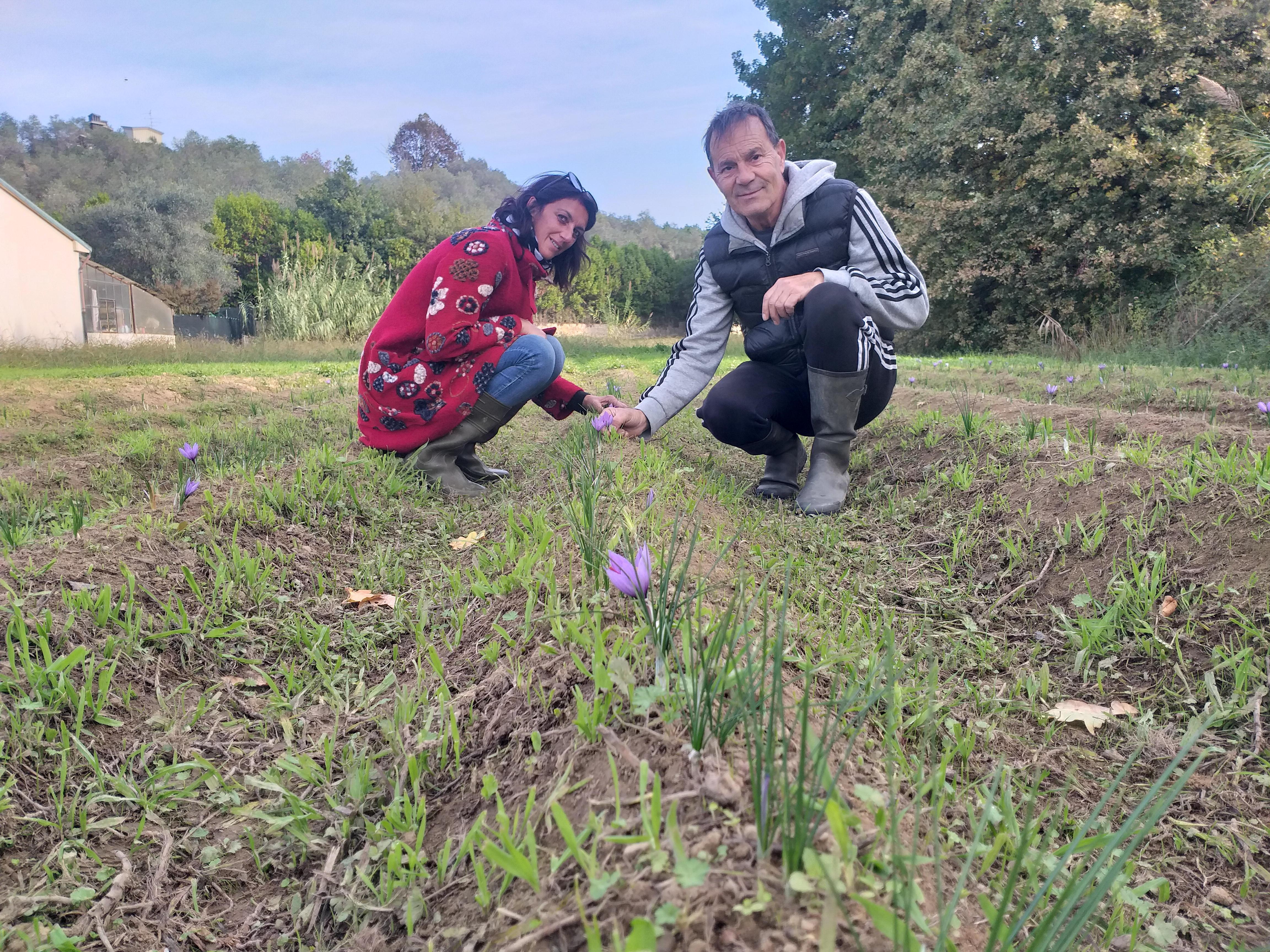 L’oro di Massarosa sboccia in via delle Erbe e dei Fiori. «Con lo zafferano condiamo la vita» 