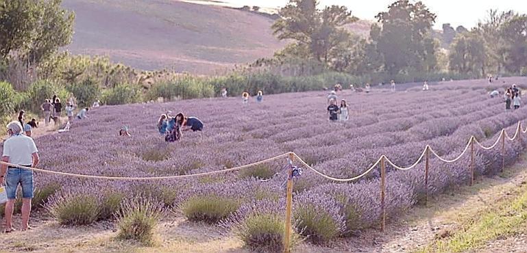 I campi di lavanda a Santa Luce
