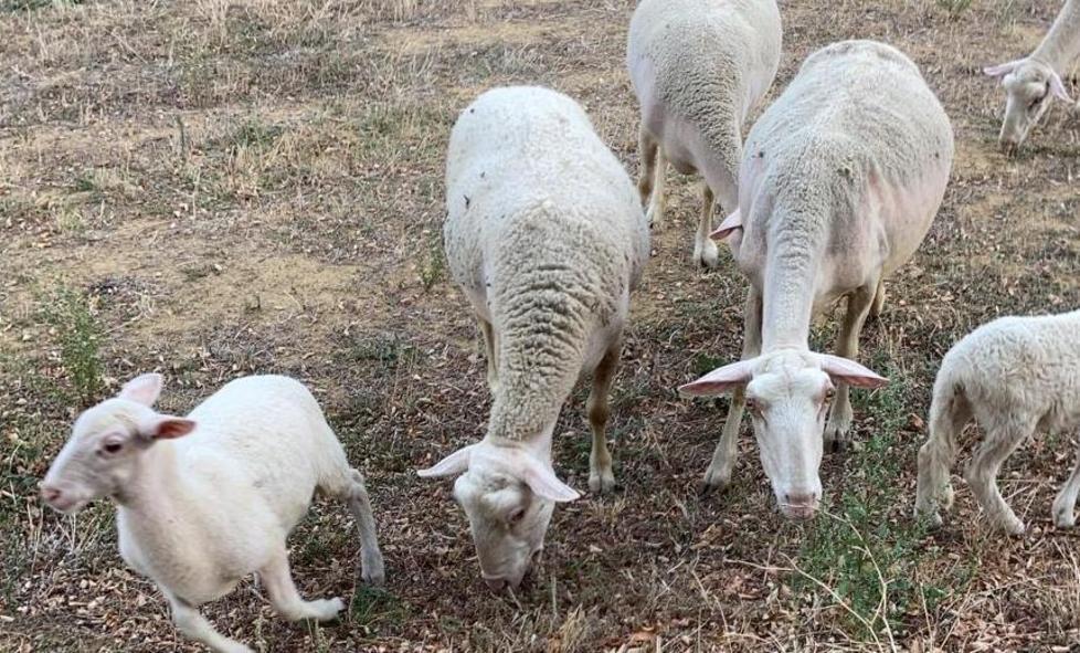 Attacco fulmineo del predatore Uccise tre pecore e tre agnelli 