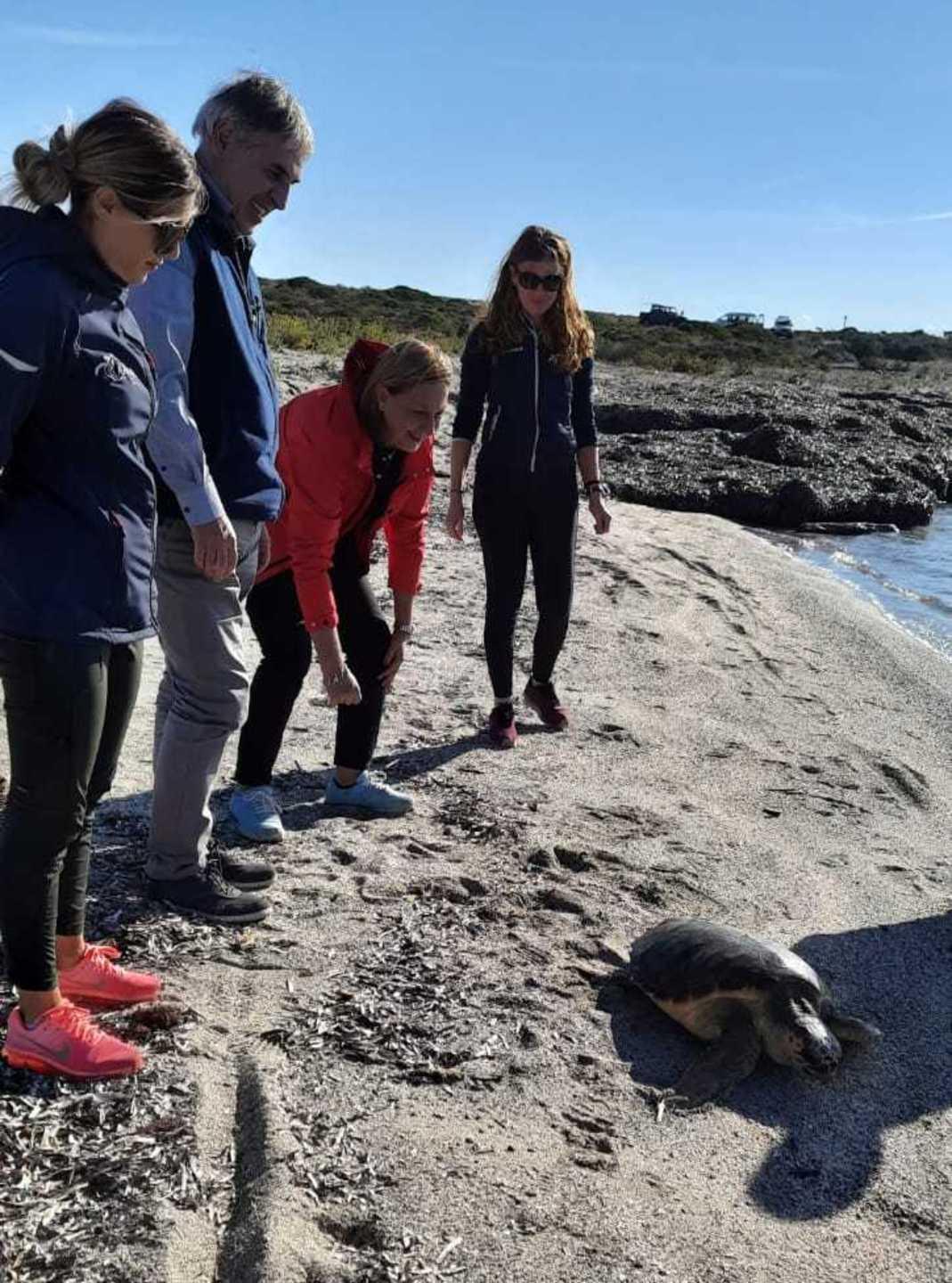 La tartaruga Agostina curata e liberata in mare 