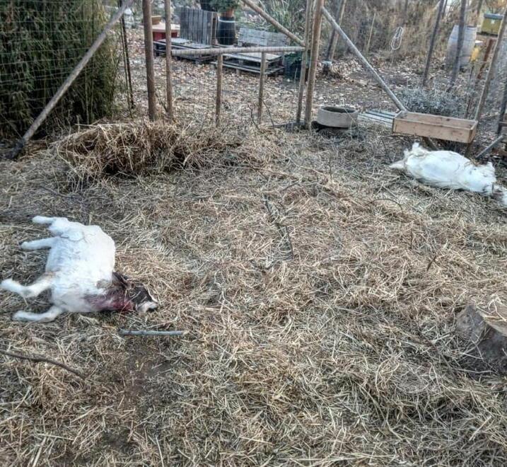 Lupi a Baratti, uccise due capre in un recinto 