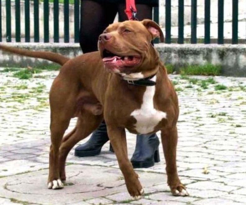 Aggredito da un pitbull «Ho avuto paura noi vivi per miracolo» 