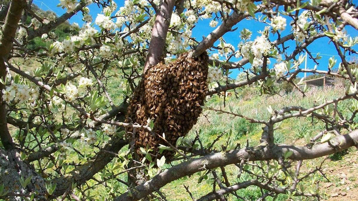 Studio a Sassari: distanziamento per tenere lontano i parassiti, succede anche fra le api
