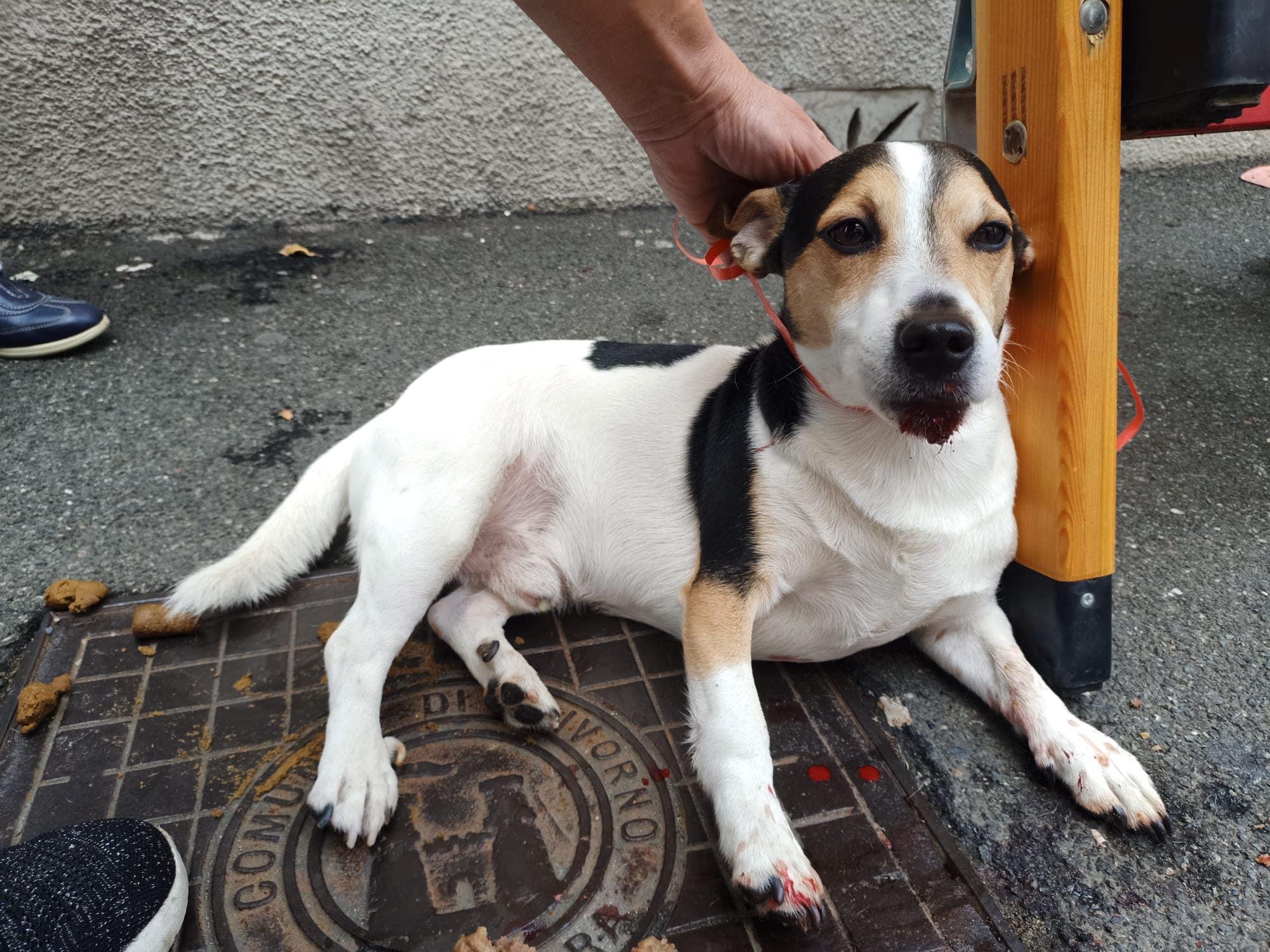 Il cane con la zampa ferita