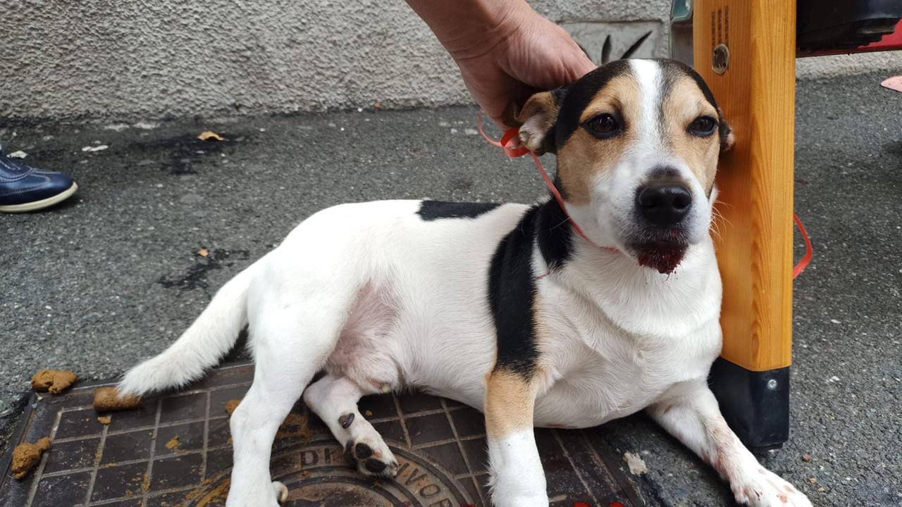 Il cane con la zampa ferita