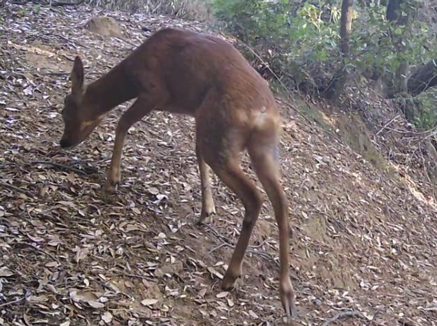 Lupi, caprioli e cinghiali immortalati a San Carlo 