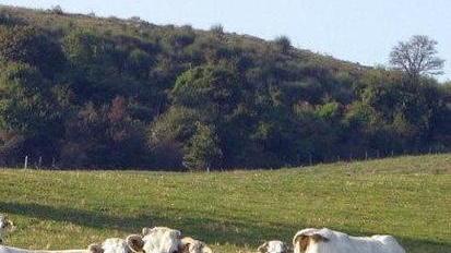 Coltivazioni di cereali e allevamenti biologici