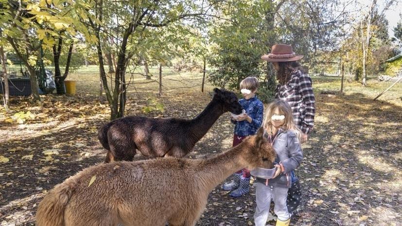 Carpi. Silvia cura con gli alpaca i bimbi dopo il lockdown nella sua oasi in campagna