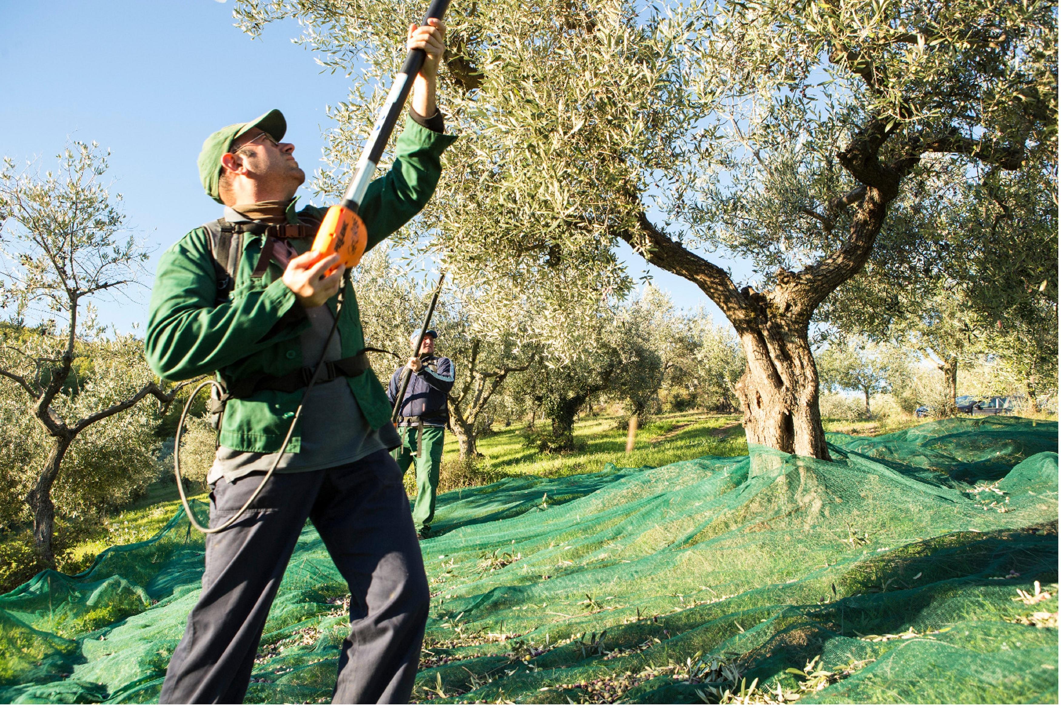 La raccolta delle olive in uno degli oliveti Farchioni