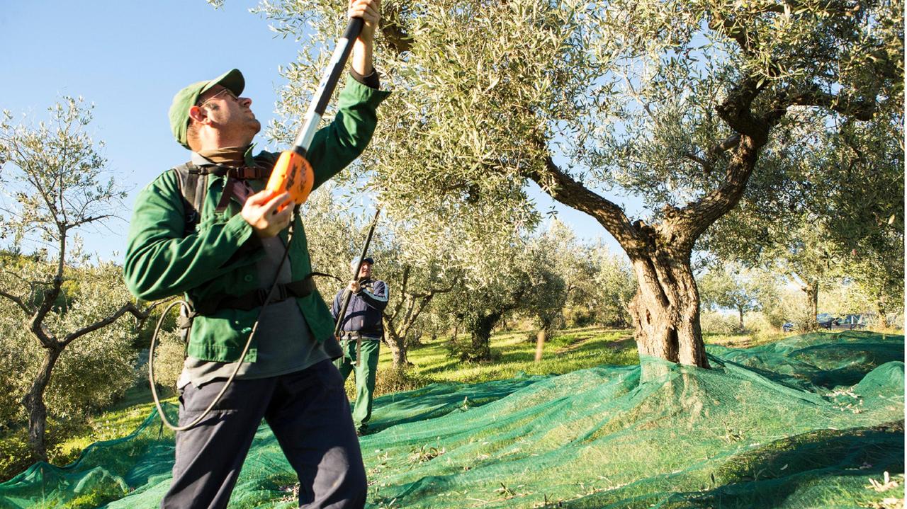 La raccolta delle olive in uno degli oliveti Farchioni