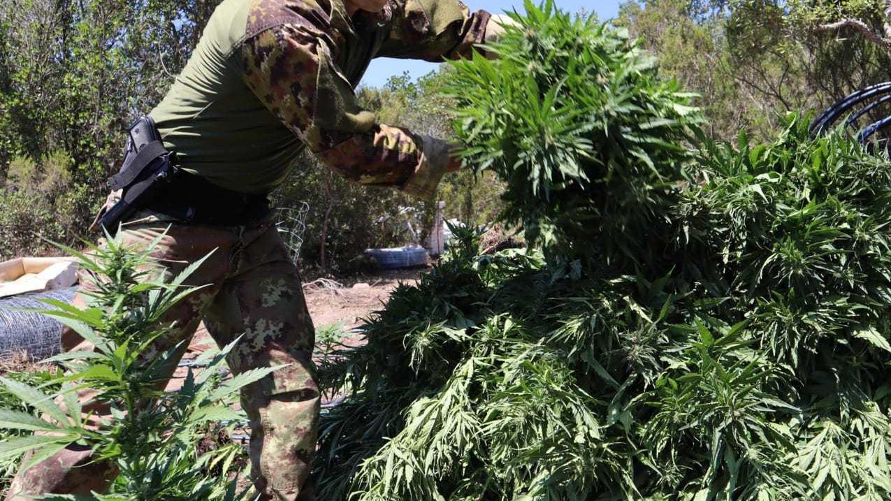 I carabinieri di Arzana scoprono una piantagione di marijuana