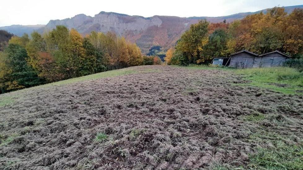 Fanano. «Siamo invasi dai cinghiali: dateci deroghe per abbatterli»