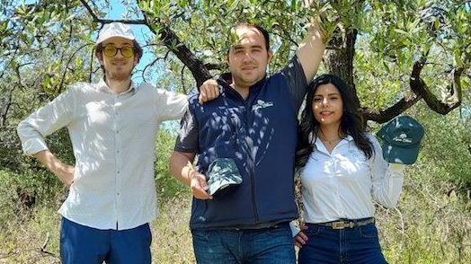 Così rinascono gli uliveti intorno alla dimora del Genio