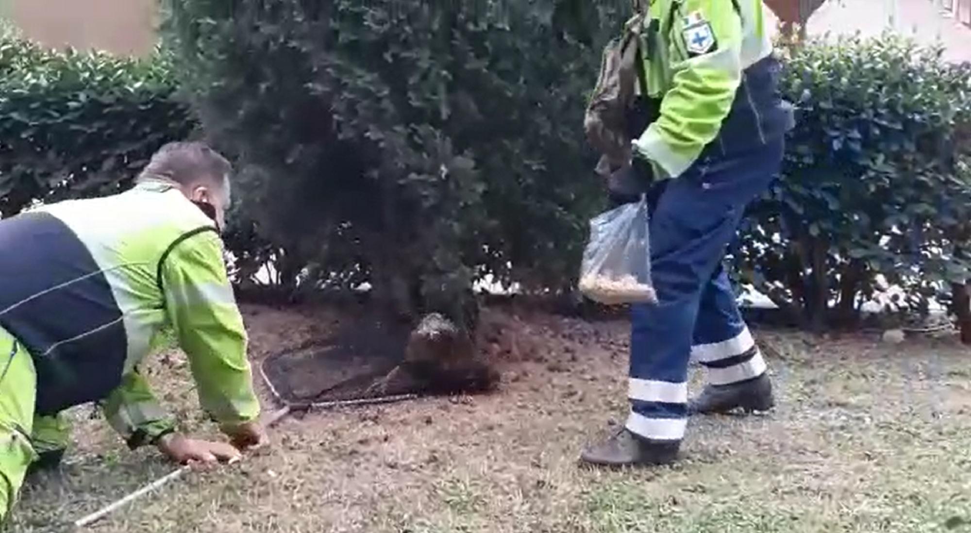 Gallina vaga per il cimitero dei Lupi catturata e portata in una