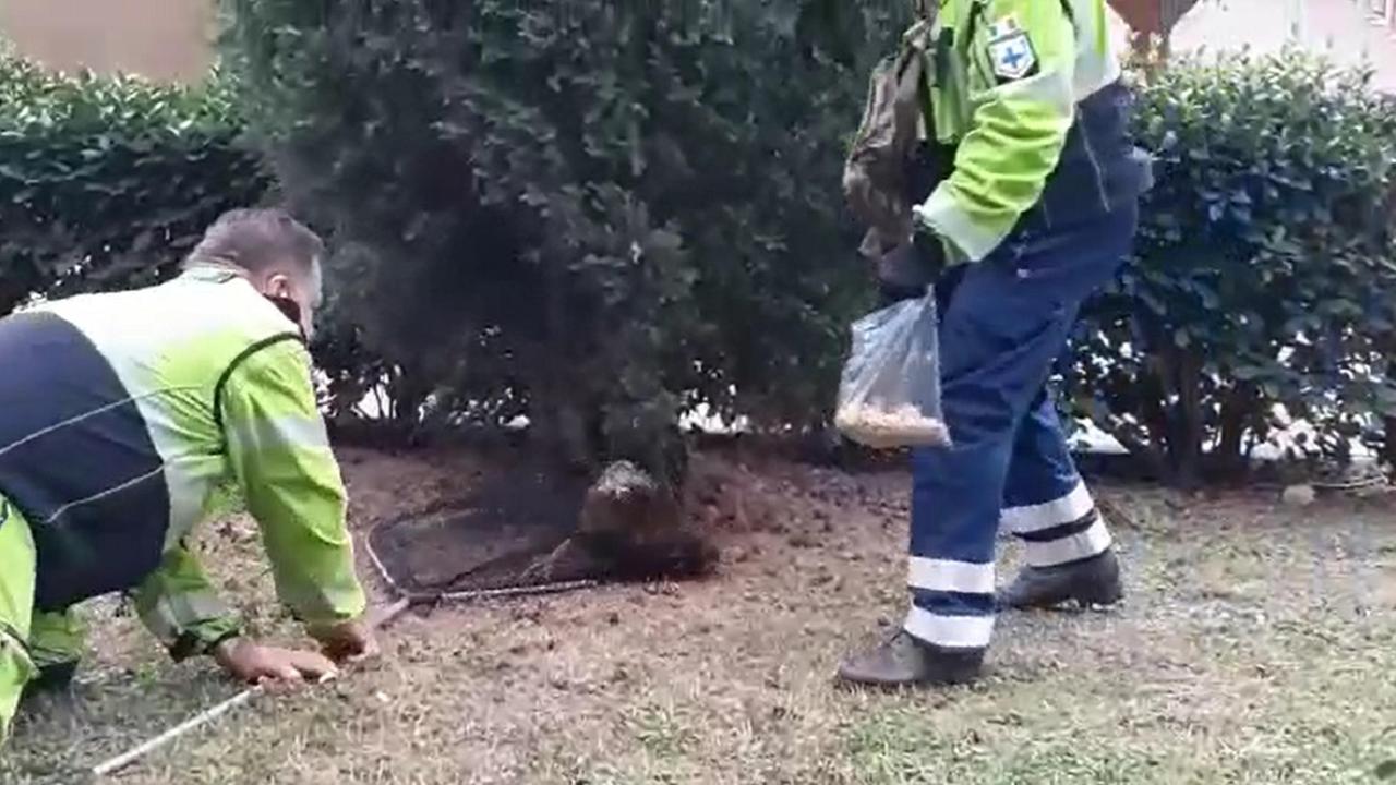 Gallina vaga per il cimitero dei Lupi catturata e portata in una