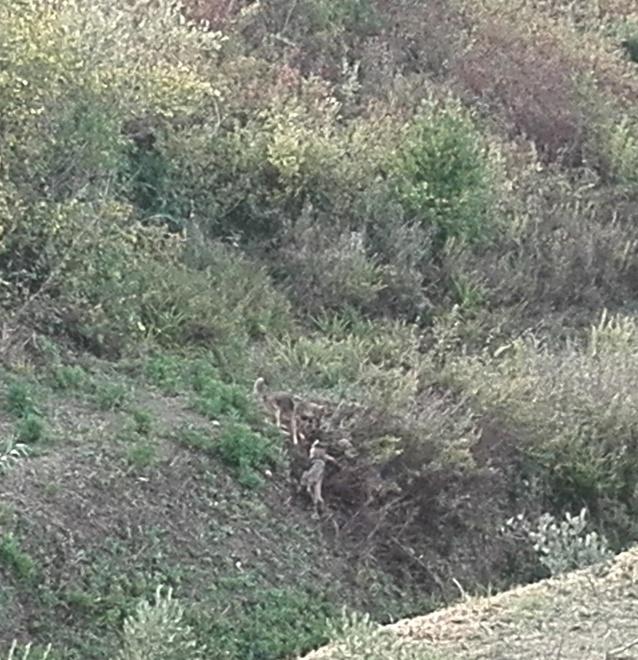 Avvistati due lupi sull’argine del torrente