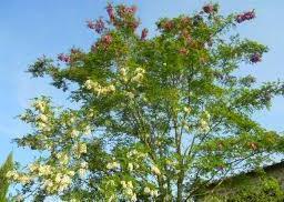 A Porto Cervo fanno discutere anche gli alberi di acacia