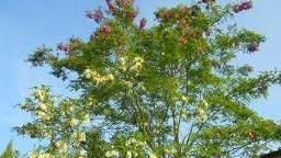 A Porto Cervo fanno discutere anche gli alberi di acacia