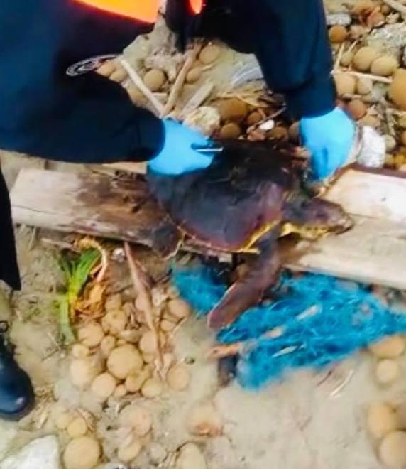 Dopo nove mesi la tartaruga Perla tornerà in mare