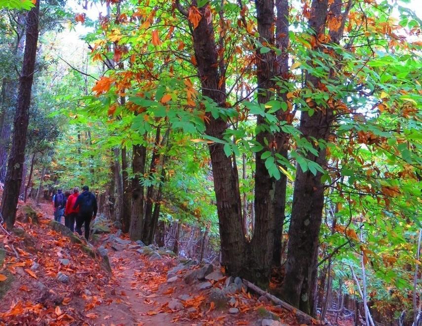 Economia sostenibile e castagne Il monte Capanne fa da apripista 