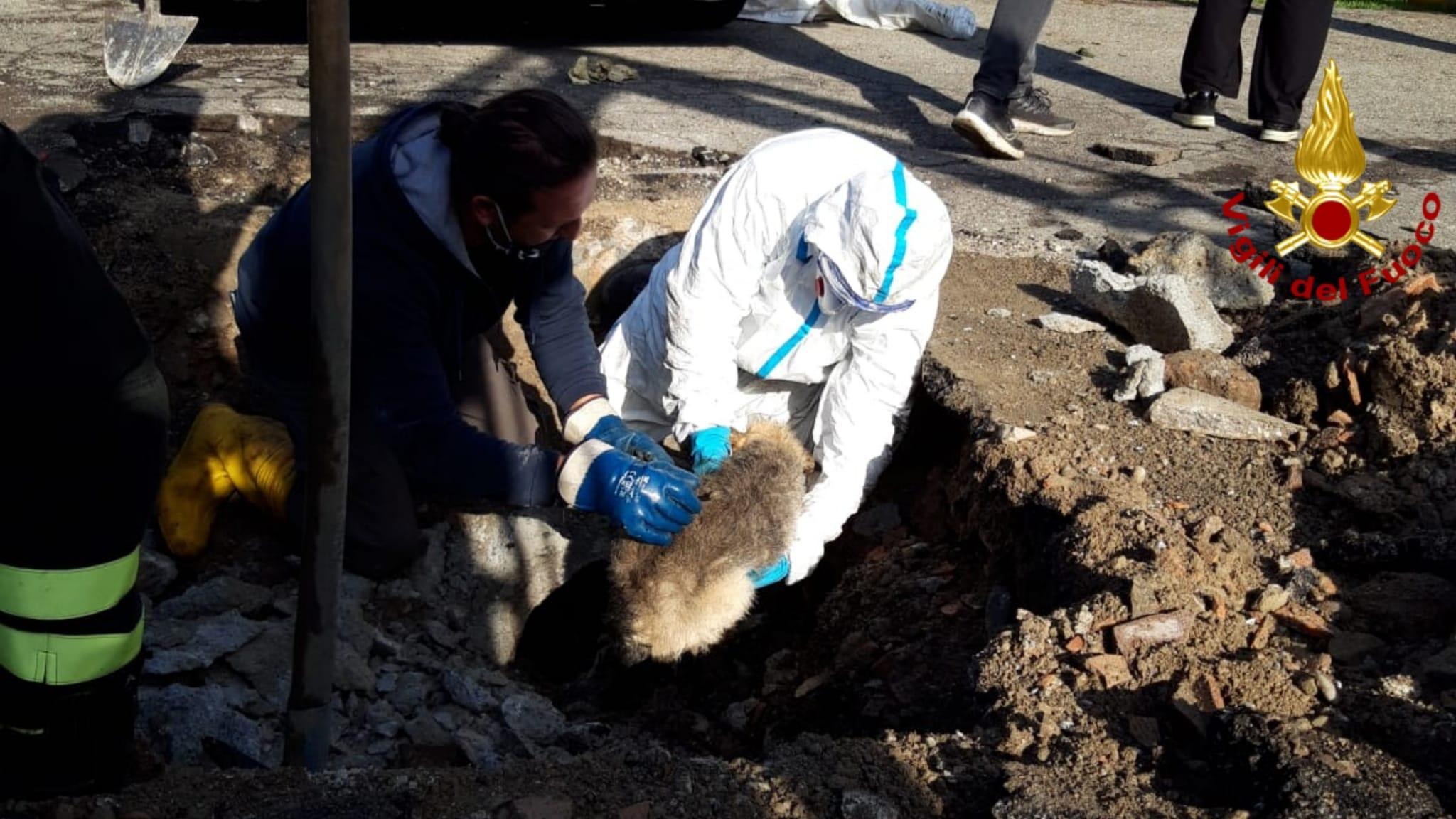 Reggio Emilia: i vigili del fuoco salvano cane intrappolato in una tubazione