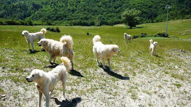 I cani da guardia che difendono le greggi dagli attacchi dei predatori