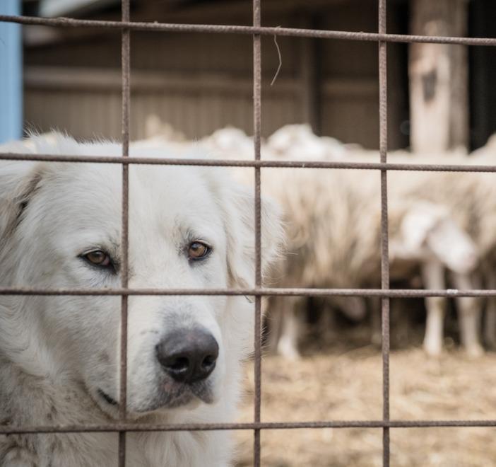 «I cani sono pericolosi» Bufera sull’assessora Lei replica: «Un equivoco»